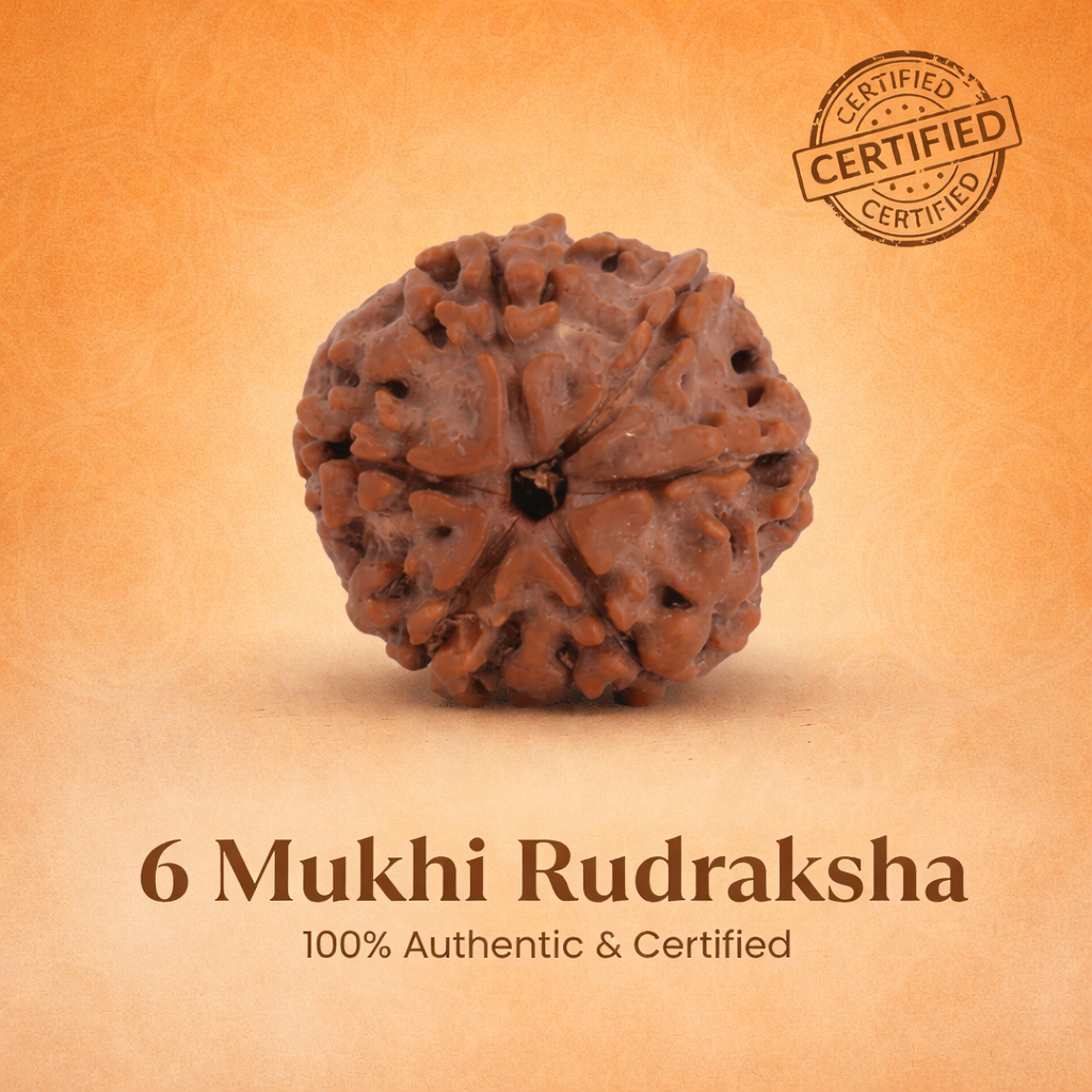 Nepali 6 Mukhi Rudraksha
