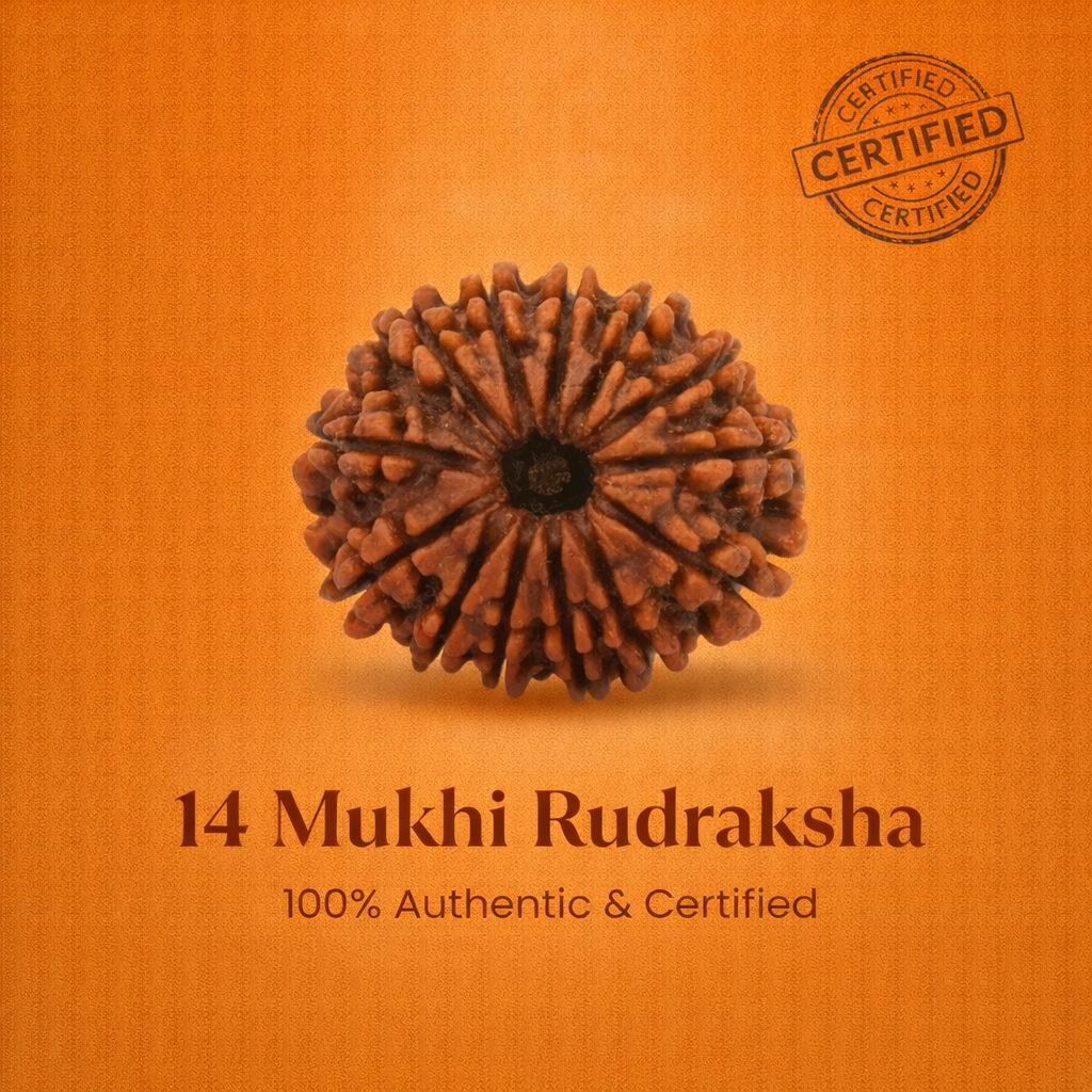 Nepali 14 Mukhi Rudraksha