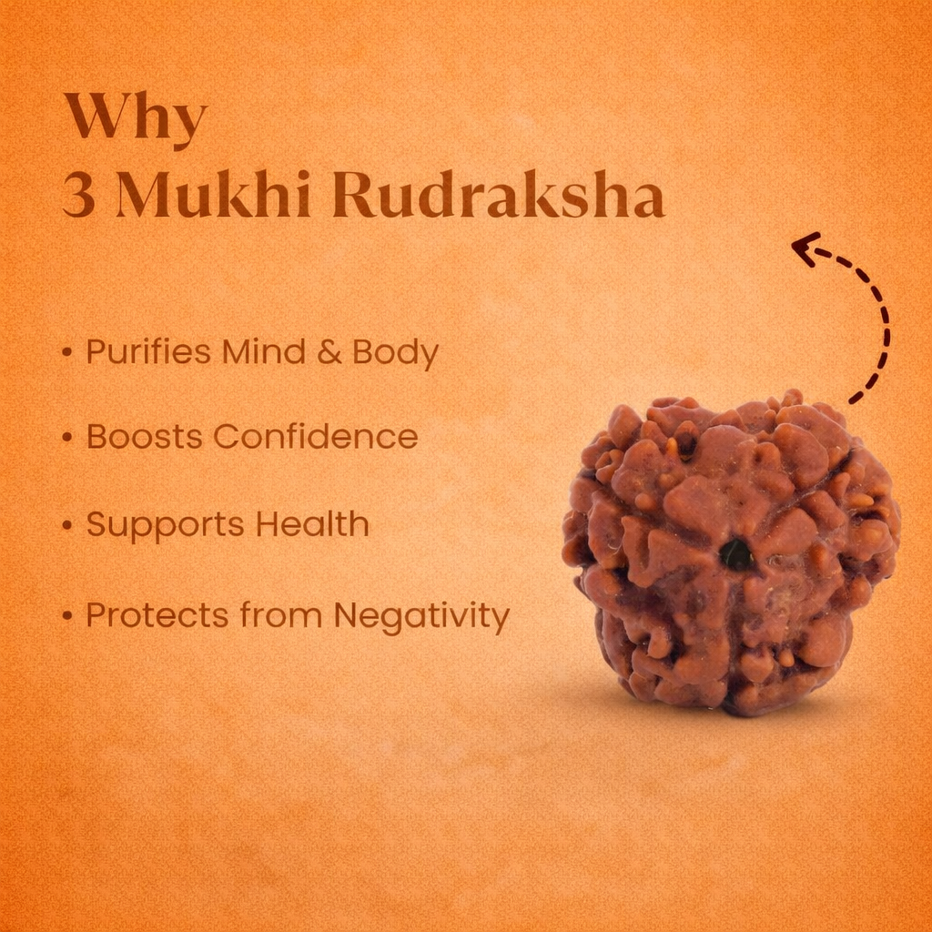 Nepali 3 Mukhi Rudraksha - Image 1