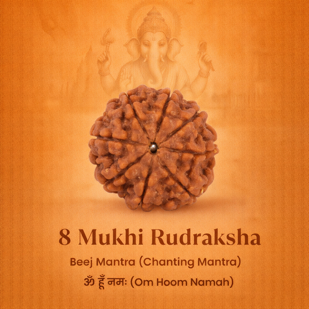 Nepali 8 Mukhi Rudraksha - Image 2