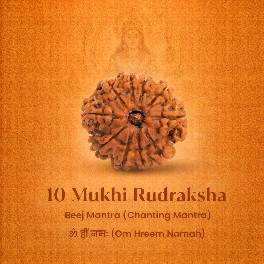 Nepali 10 Mukhi Rudraksha - Image 2
